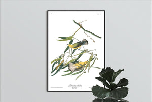 Prothonotary Warbler Print by John Audubon
