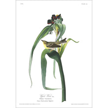 Load image into Gallery viewer, Vigors Vireo Print by John Audubon