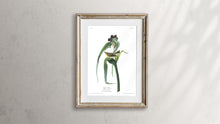 Load image into Gallery viewer, Vigors Vireo Print by John Audubon