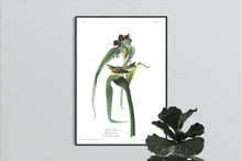 Load image into Gallery viewer, Vigors Vireo Print by John Audubon