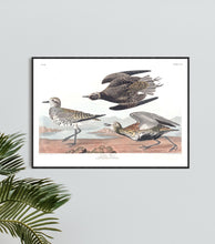 Load image into Gallery viewer, Goldon Plover Print by John Audubon