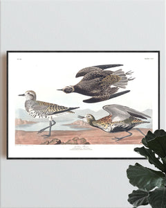 Goldon Plover Print by John Audubon