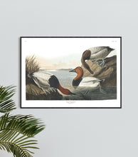 Load image into Gallery viewer, Canvas Backed Duck Print by John Audubon