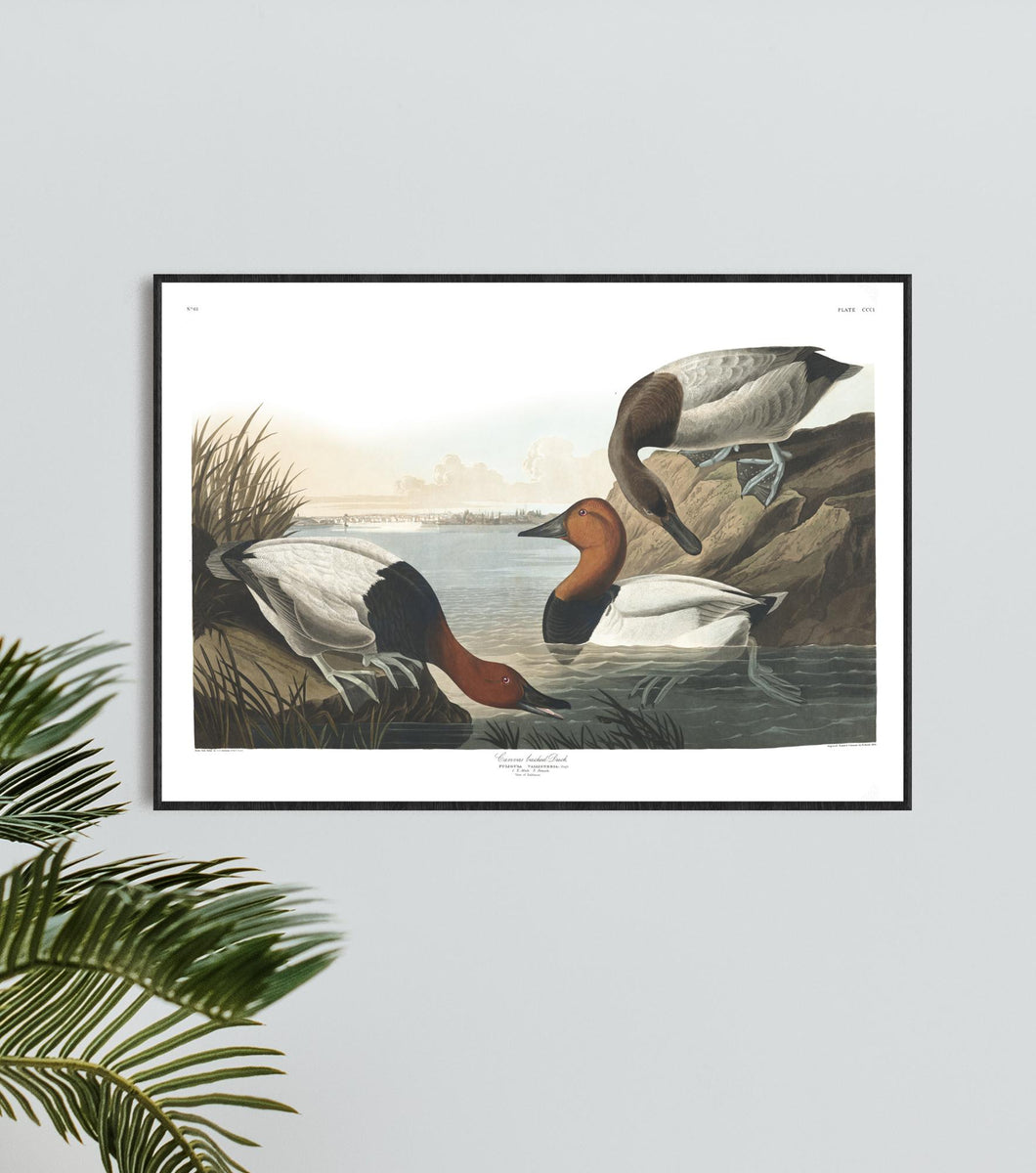 Canvas Backed Duck Print by John Audubon