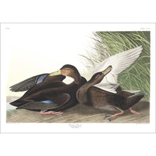 Load image into Gallery viewer, Dusky Duck Print by John Audubon