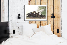 Load image into Gallery viewer, Dusky Duck Print by John Audubon