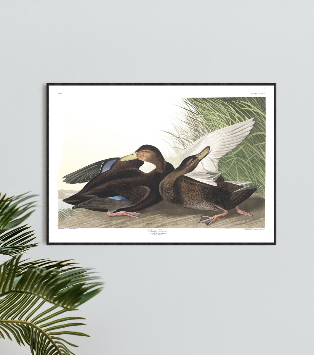 Dusky Duck Print by John Audubon