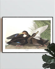 Load image into Gallery viewer, Dusky Duck Print by John Audubon