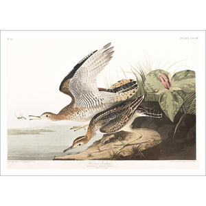 Bartram Sandpiper Print by John Audubon