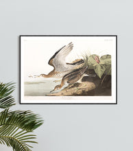 Load image into Gallery viewer, Bartram Sandpiper Print by John Audubon