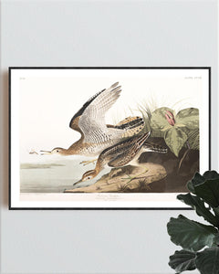 Bartram Sandpiper Print by John Audubon