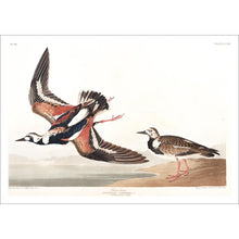 Load image into Gallery viewer, Turn-Stone Print by John Audubon