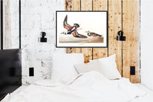 Load image into Gallery viewer, Turn-Stone Print by John Audubon