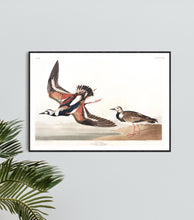 Load image into Gallery viewer, Turn-Stone Print by John Audubon