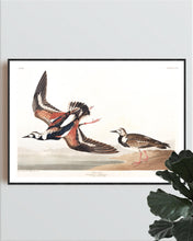 Load image into Gallery viewer, Turn-Stone Print by John Audubon