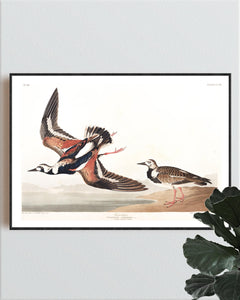 Turn-Stone Print by John Audubon