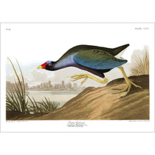 Load image into Gallery viewer, Purple Gallinule Print by John Audubon