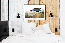Load image into Gallery viewer, Purple Gallinule Print by John Audubon
