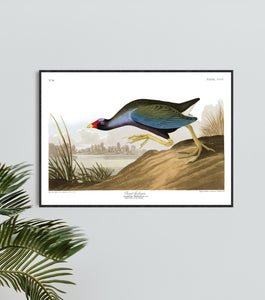 Purple Gallinule Print by John Audubon