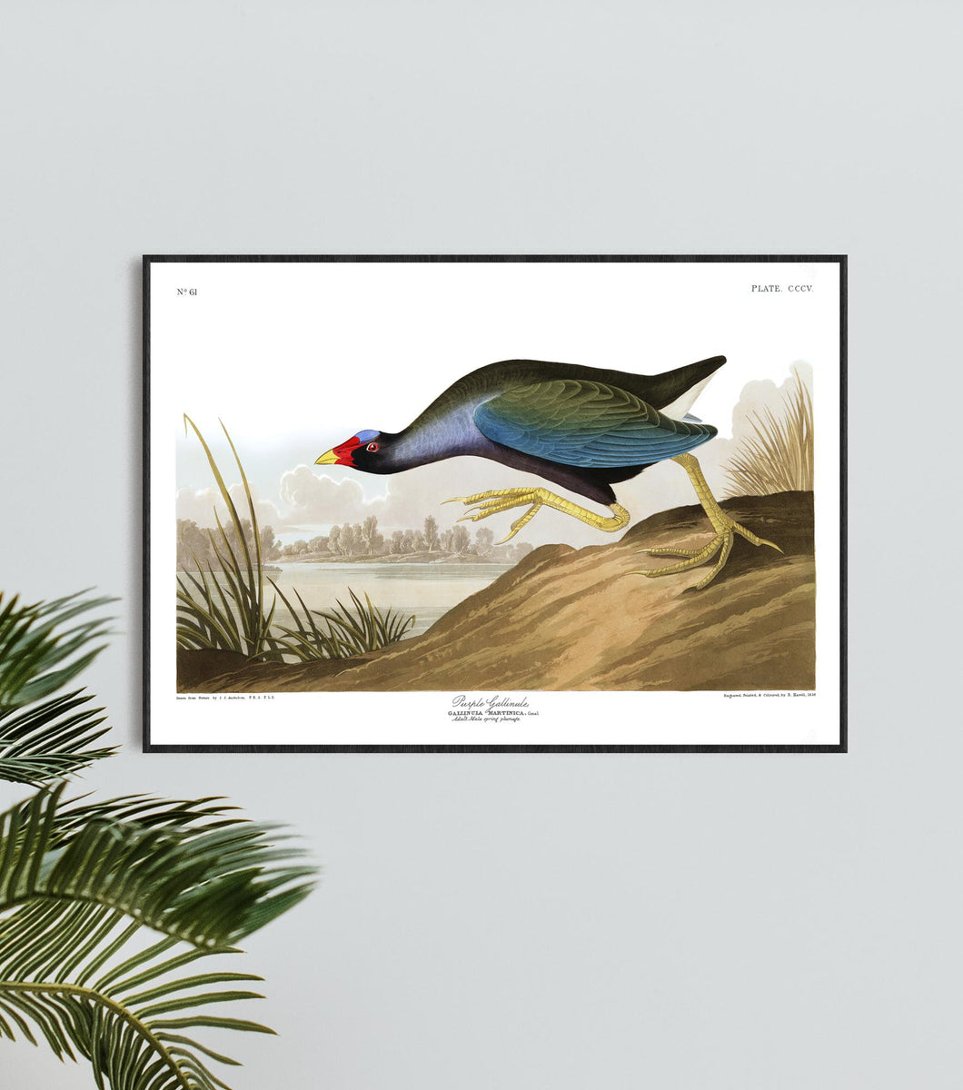 Purple Gallinule Print by John Audubon