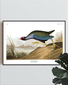 Purple Gallinule Print by John Audubon