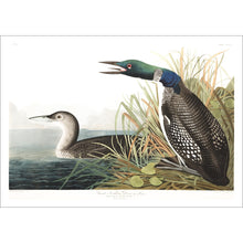 Load image into Gallery viewer, Great Northern Divier or Loon Print by John Audubon