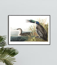 Load image into Gallery viewer, Great Northern Divier or Loon Print by John Audubon