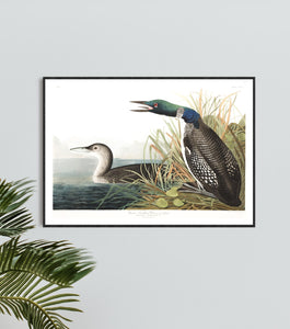 Great Northern Divier or Loon Print by John Audubon