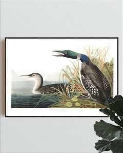 Great Northern Divier or Loon Print by John Audubon