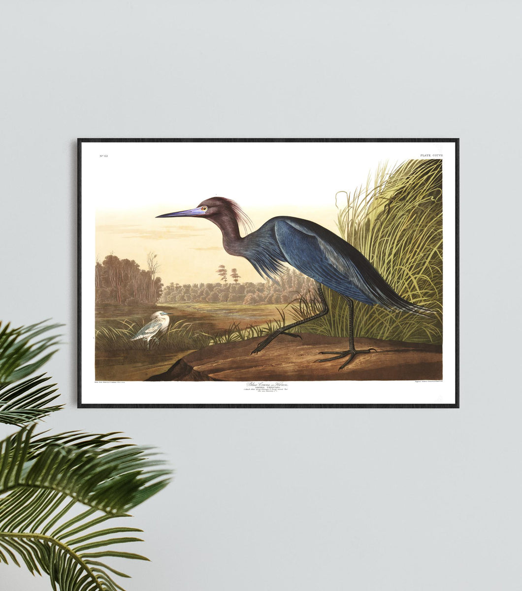 Blue Crane or Heron Print by John Audubon