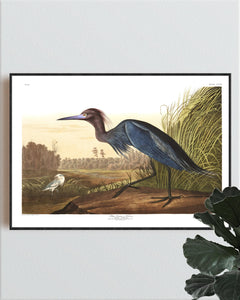 Blue Crane or Heron Print by John Audubon