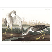 Load image into Gallery viewer, Tell-Tale Godwit or Snipe Print by John Audubon
