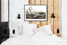 Load image into Gallery viewer, Tell-Tale Godwit or Snipe Print by John Audubon
