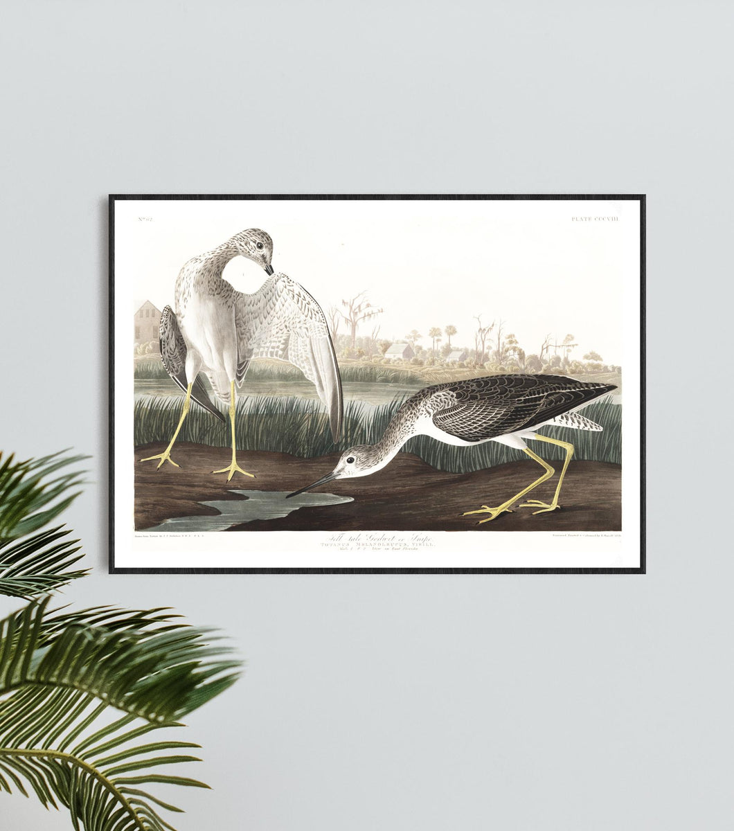 Tell-Tale Godwit or Snipe Print by John Audubon