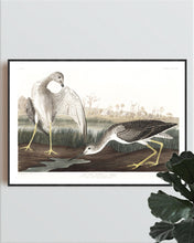 Load image into Gallery viewer, Tell-Tale Godwit or Snipe Print by John Audubon