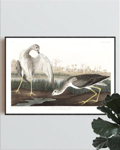 Tell-Tale Godwit or Snipe Print by John Audubon