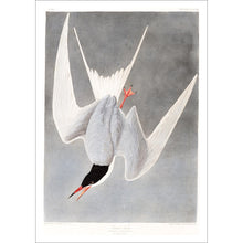 Load image into Gallery viewer, Great Tern Print by John Audubon