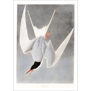 Great Tern Print by John Audubon