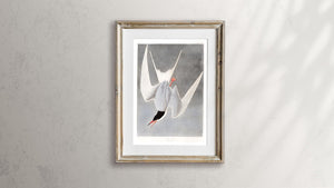 Great Tern Print by John Audubon