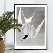 Load image into Gallery viewer, Great Tern Print by John Audubon