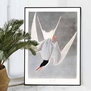 Great Tern Print by John Audubon