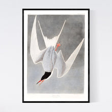 Load image into Gallery viewer, Great Tern Print by John Audubon