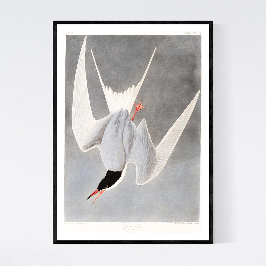 Great Tern Print by John Audubon