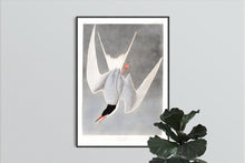 Load image into Gallery viewer, Great Tern Print by John Audubon