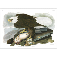 Load image into Gallery viewer, White-Headed Eagle Print by John Audubon
