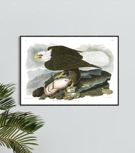 White-Headed Eagle Print by John Audubon