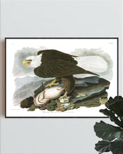 Load image into Gallery viewer, White-Headed Eagle Print by John Audubon