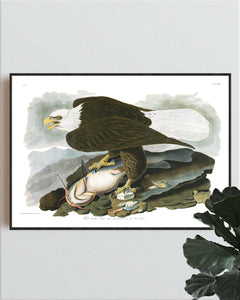 White-Headed Eagle Print by John Audubon