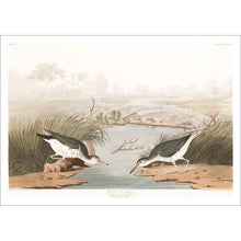 Load image into Gallery viewer, Spotted Sandpiper Print by John Audubon