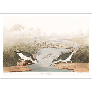 Spotted Sandpiper Print by John Audubon